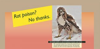 Rodenticide poster by Bird Ally X/Humboldt Wildlife Care Center