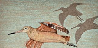 Godwits in flight—poster art for Godwit Days 2018. Painting by Patricia Sundgren Smith.