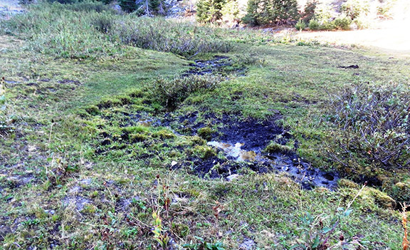 Poorly managed grazing has resulted in bank and wetland trampling, water quality degradation and the removal of willow shade at Alex Hole, the headwaters of Elliot Creek below the Siskiyou Crest on the Rogue-Siskiyou National Forest. Photo: Felice Pace.