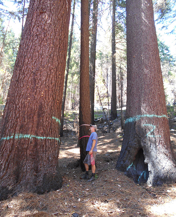 Old growth trees are marked for post-fire logging in the Klamath National Forest. Photo: Cooper Rodgers