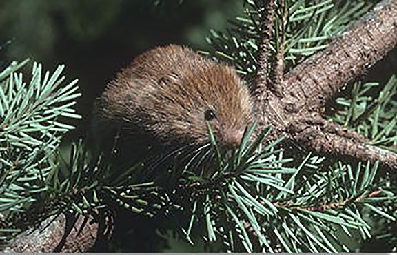A red tree vole (Arborimus longicaudus), cousin of the Sonoma tree vole, gathering needles. Photo: Stephen DeStefano, USGS.
