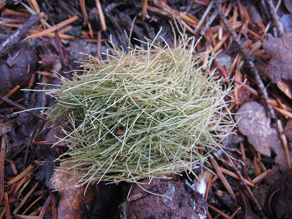 The characteristic pile of discarded resin ducts (which run along the outside edges of Douglas-fir needles) produced by a red tree vole when eating. Photo: Petrelharp, Wikimedia CC.