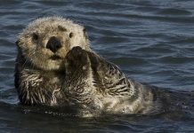 An endangered sea otter. Photo: Chuck Abbe, Flickr.com CC.