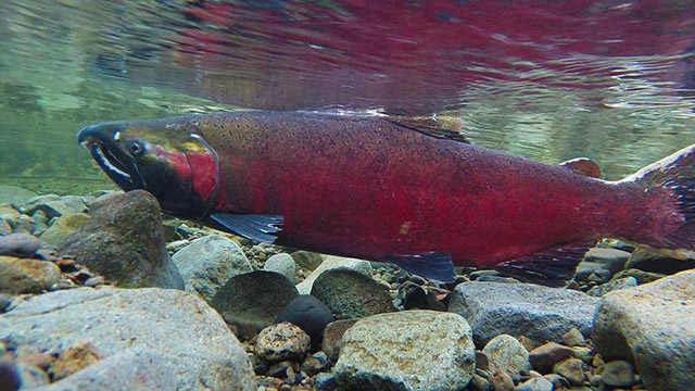 Coho spawning on the Salmon river. Photo: Bureau of Land Management Oregon and Washington, Wikimedia Commons.