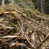 Source material for biomass power plants often comes from leftovers from logging operations, otherwise known as "slash." Photo: Oregon Department of Forestry, Flickr CC.