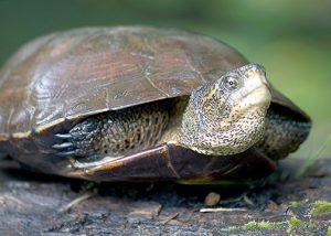 Western pond turtle. Photo: Oregon Department of Fish and Wildlife CC