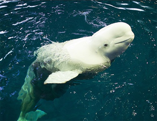 Beluga whale. Photo: Peter Glenday, Flickr CC. 
