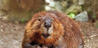North American Beaver Credit Wikimedia Commons