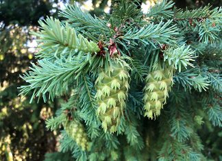 Douglas-fir (Pseudotsuga menziesii). Photo: Michael Kauffmann.