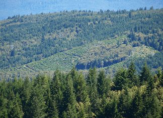 Green Diamond Resources (formerly Simpson Timber) is converting the North Coast forests it controls (this one is in Redwood Creek) into tree plantations. That increases the fire risk to nearby towns, including Hoopa, Weitchpec, Klamath and Trinidad. Photo: Felice Pace.