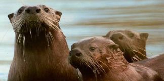 River Otters. Photo: Alan Peterson.