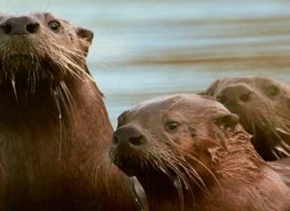 River Otters. Photo: Alan Peterson.