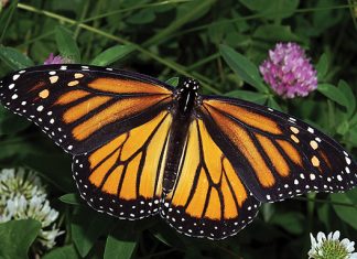 Monarch butterfly. Photo: Dwain Harrelson, Wikimedia CC.