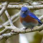 western-bluebird-©-Rob-Fowler-web