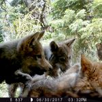 A remote trail camera captured three gray wolf pups playing in Lassen County in June 2017. Photo: U.S. Forest Service.