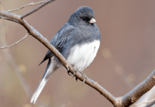 Dark-eyed junco, one of the common backyard birds that are declining . Photo: Michael Stubblefield.