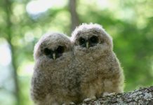 Endangered northern spotted owlets. Photo: USFWS, Wikimedia Commons.