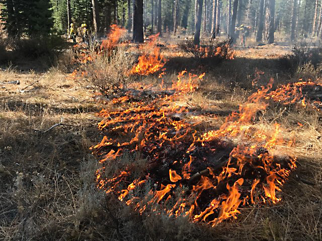 A prescribed burn in the Shasta-Trinity National Forest, October 2018. Photo: Liz Younger, USFS.