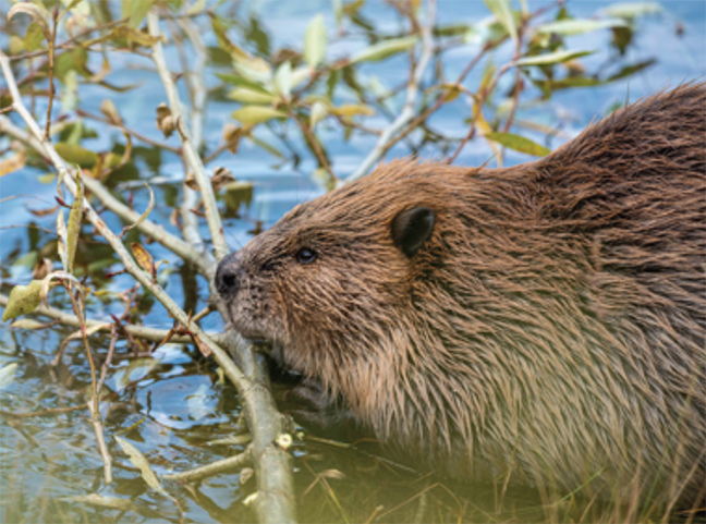 A North American beaver (Castor canadensis) munches on a branch. Photo: Grand Teton National Park Service.