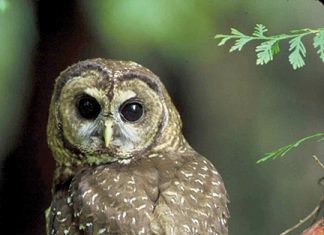 Northern spotted owl. Photo: USFWS.